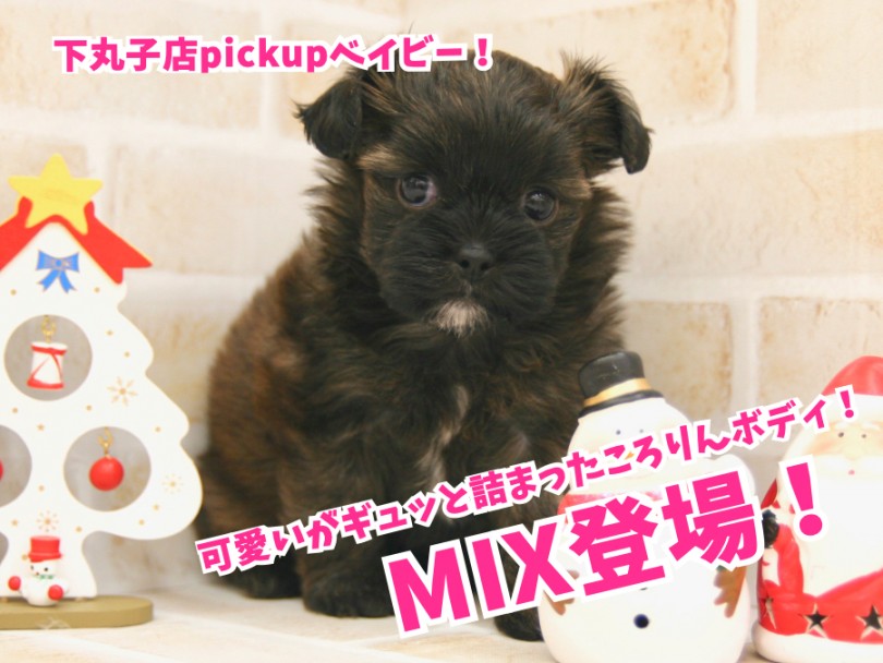 【MIX】可愛いがギュッと詰まったころりんボディ！癒し系MIXちゃん。