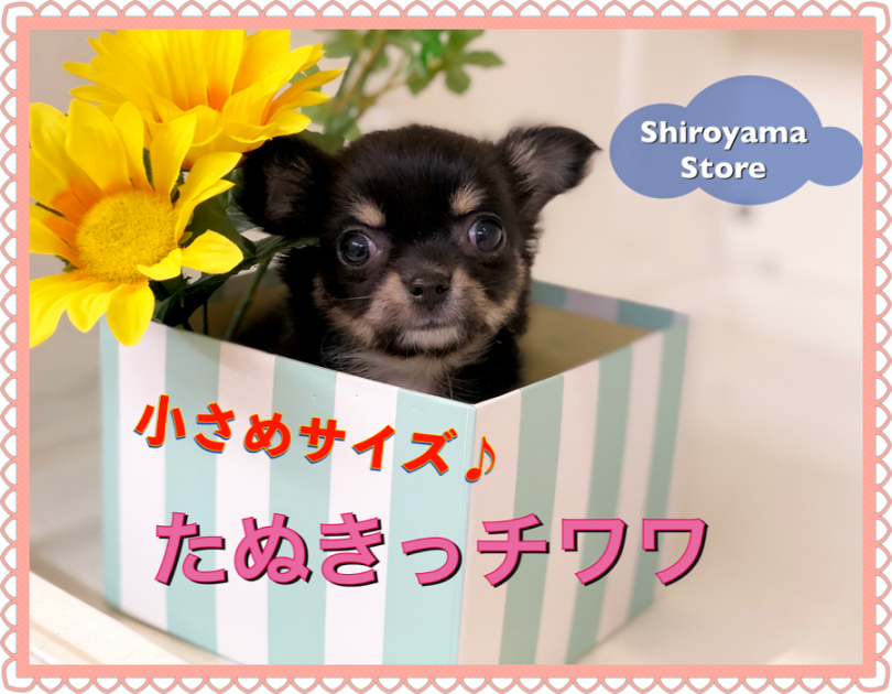 【 小さめチワワ 】可愛さウルトラ級！マズルの短いたぬきっチワワ!