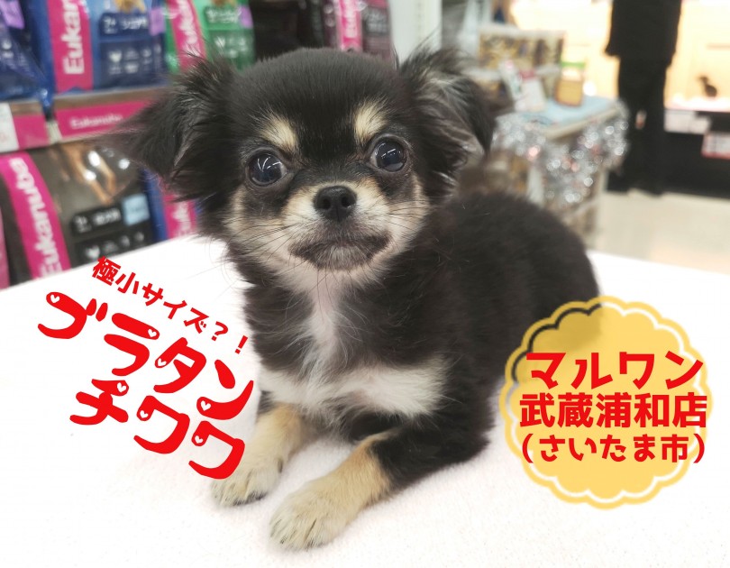 【ブラタンチワワ】生後90日で733g！！マイクロサイズも夢じゃない？！