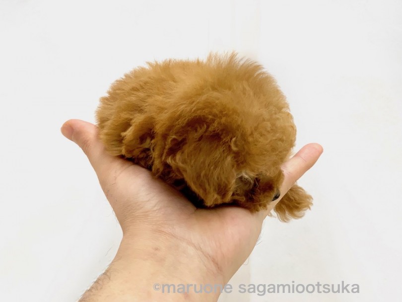 いつの間にか夢の中へ | トイ・プードル （814495） - 相模大塚店