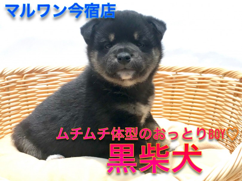 【 黒柴 】ムチムチボディーが魅力の麻呂眉ベイビー！