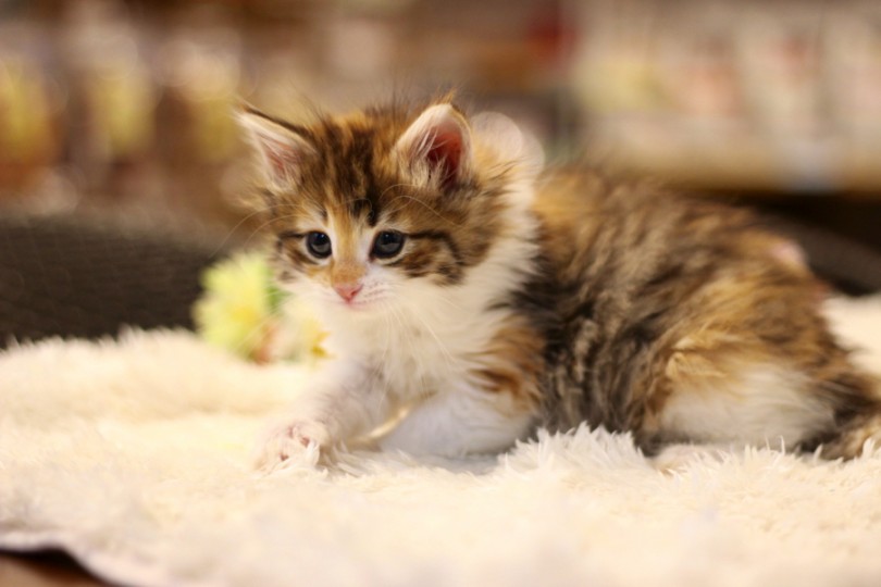 おもちゃに狙いを定めているノルちゃん | ノルウェージャンフォレストキャット （11598） - ペットショップ マルワン白楽 神奈川県横浜市