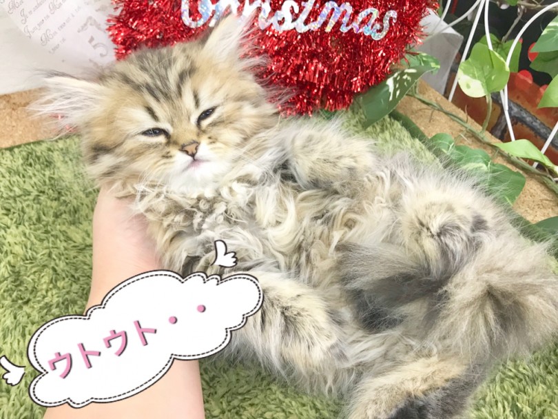 入店初日でも落ち着いています | ペルシャ （914403） - 志村坂下店