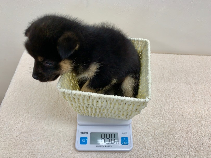 生後63日で890g | 豆柴（130077） - ペットショップ マルワン高井戸 東京都 高井戸