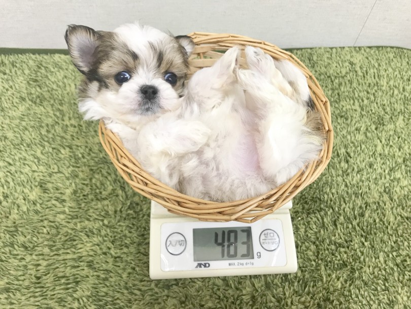 成犬時予想体重は1.5～2.5kg | MIX チワワ × マルチーズ （914405） - 志村坂下店