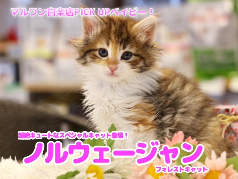 【 ノルウェージャンフォレストキャット 】超絶キュートなスペシャルキャット登場！