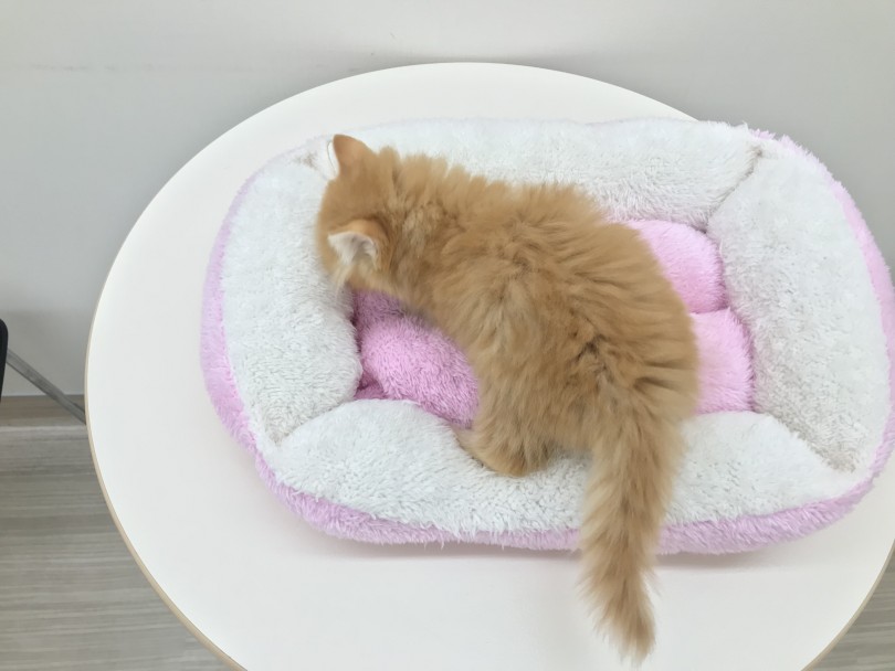 厚みのあるダブルコートの被毛を持つ猫種 | ペルシャ （512581） - 本羽田店
