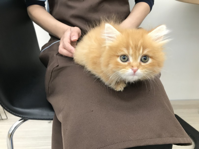 スタッフの膝の上にちょこん | ペルシャ （512581） - 本羽田店