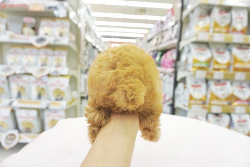 もこもこのかわいいおしり | トイ・プードル （6130758） - 大倉山店