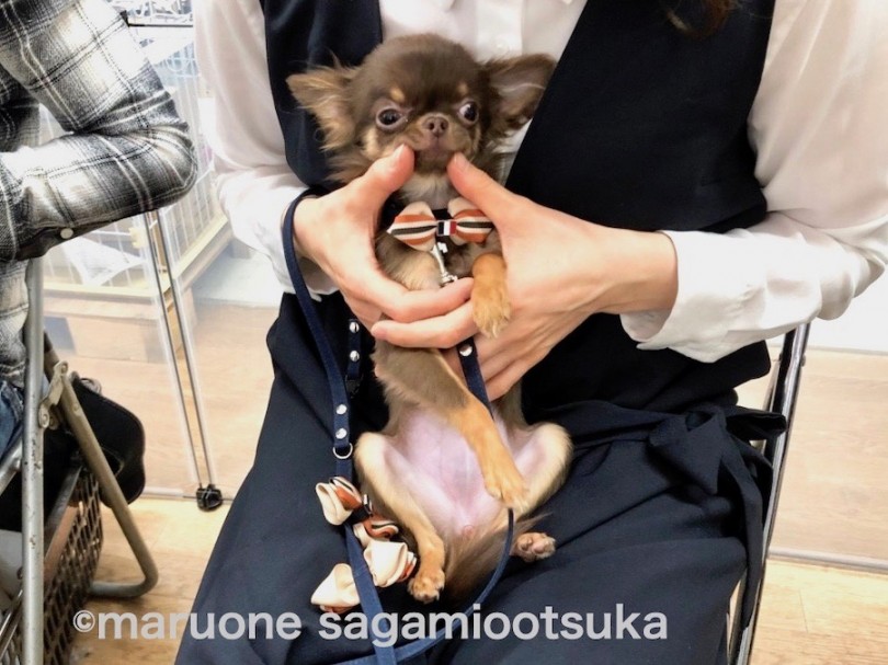 あずきちゃん  lesson.1 抱っこ | 相模大塚店パピー教室