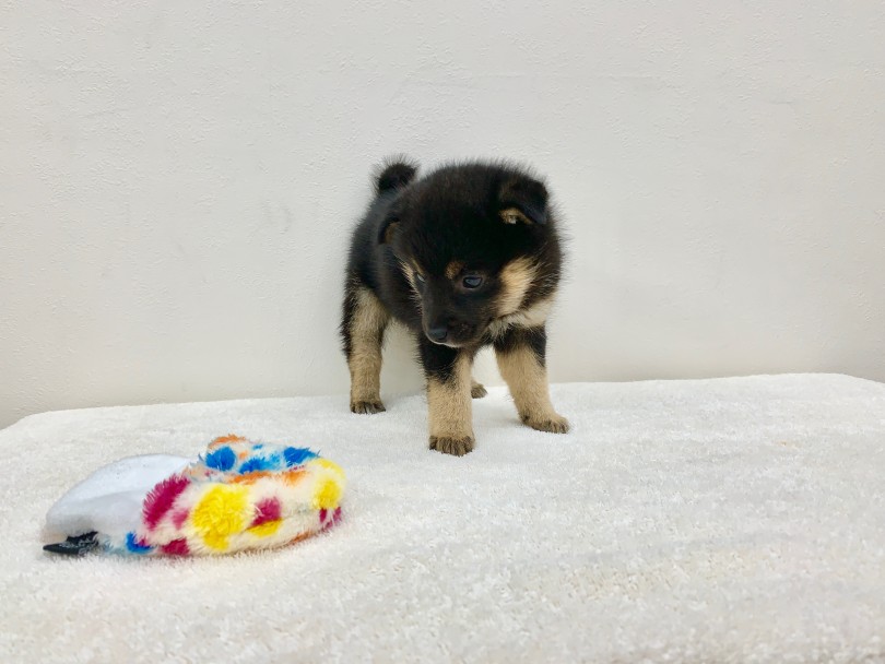 1分間この状態でフリーズ | 豆柴（130077） - ペットショップ マルワン高井戸 東京都 高井戸