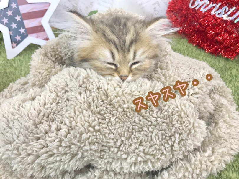 おっとりさん | ペルシャ （914403） - 志村坂下店
