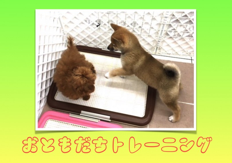 人懐っこいワンコに育ちました | 柴犬の「りんごちゃん」 ユーザーコラム - 大倉山店