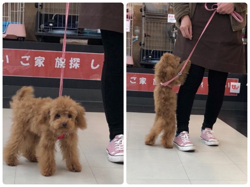 お散歩の練習も始めました | トイ・プードル （311811） - 港北ニュータウン店