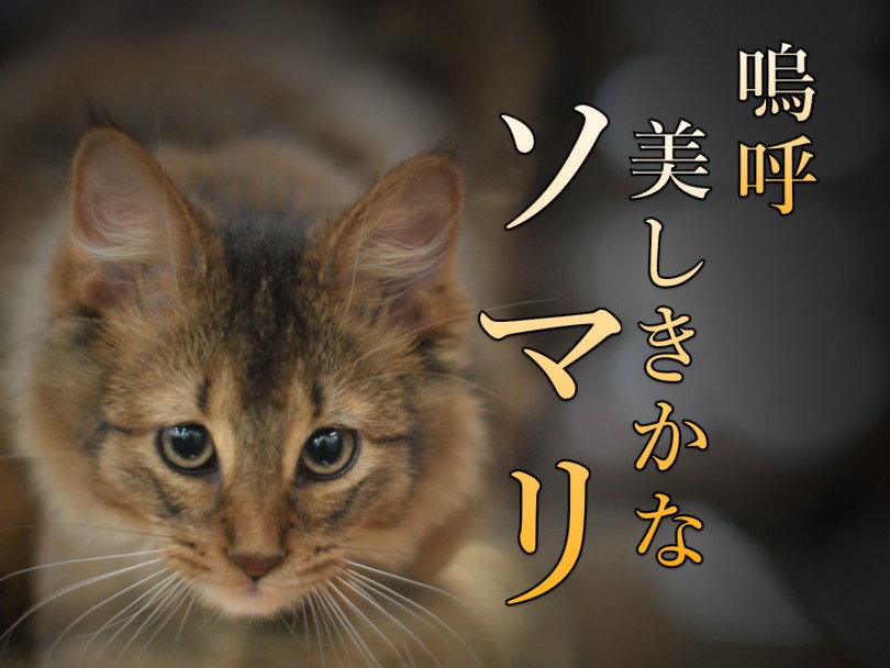 【 美・ソマリ 】異次元の美しさを持つ元町店のソマリは必見！