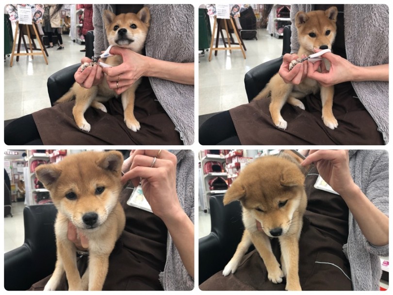 爪切りだってへっちゃら | 柴犬 （311832） - 港北ニュータウン店