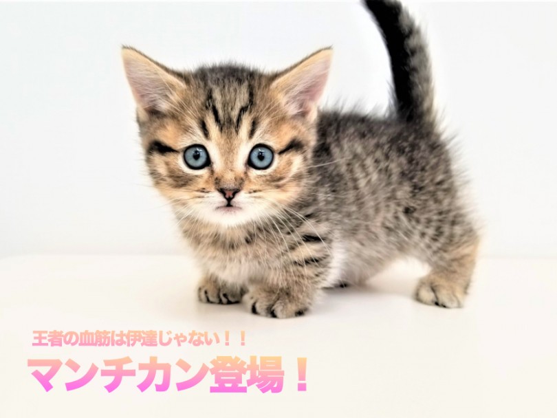 【 マンチカン 】王者の血筋は伊達じゃない！！超サラブレッドなにゃんこが降臨！！