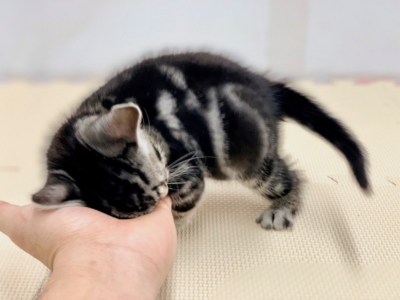 猫ちゃんのペースで匂いを嗅がせます | アメリカンショートヘア （814498） - 相模大塚店