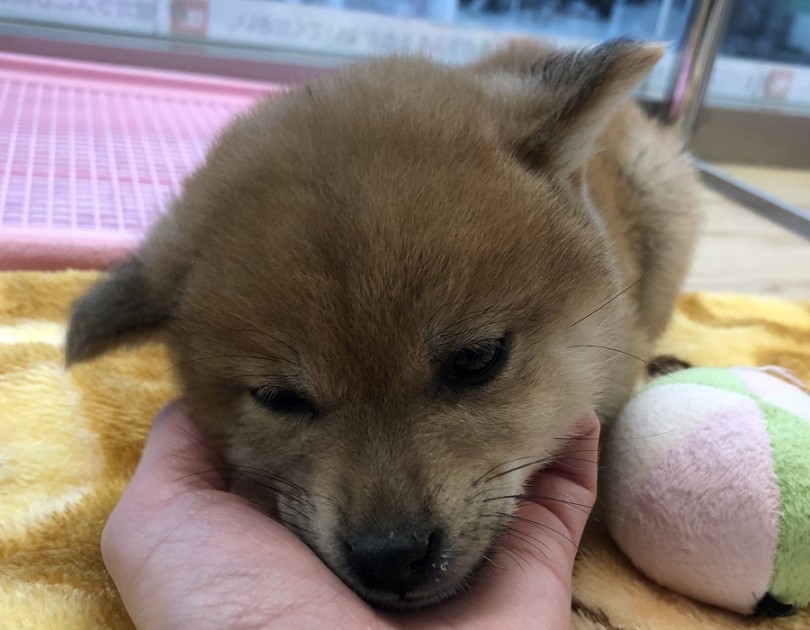 柴犬は天然記念物 | 柴犬 （311832） - 港北ニュータウン店