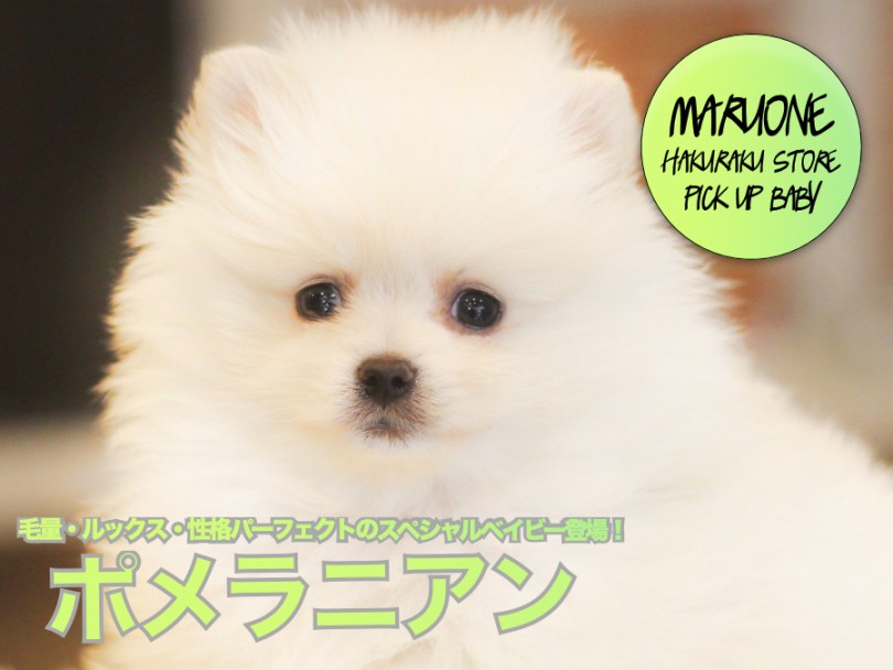 【 ポメラニアン 】毛量・ルックス・性格パーフェクトのスペシャルベイビー登場！