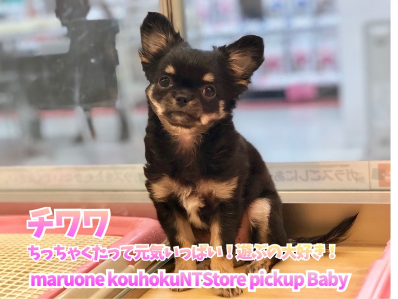 【 チワワ 】ちっちゃくたって元気いっぱい！遊ぶの大好き！