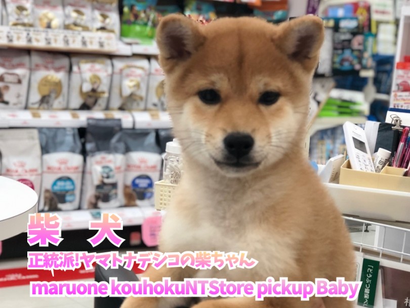 【 柴犬 】正統派!ヤマトナデシコの柴ちゃん