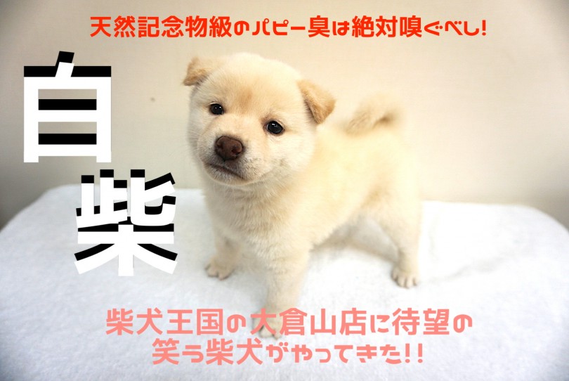 【 白柴 】柴犬王国の大倉山店に待望の笑う柴犬がやってきた!!天然記念物級のパピー臭は絶対嗅ぐべし!