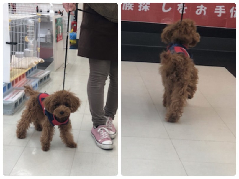 お座りフセをマスター | トイプードル （311806） - 港北ニュータウン店