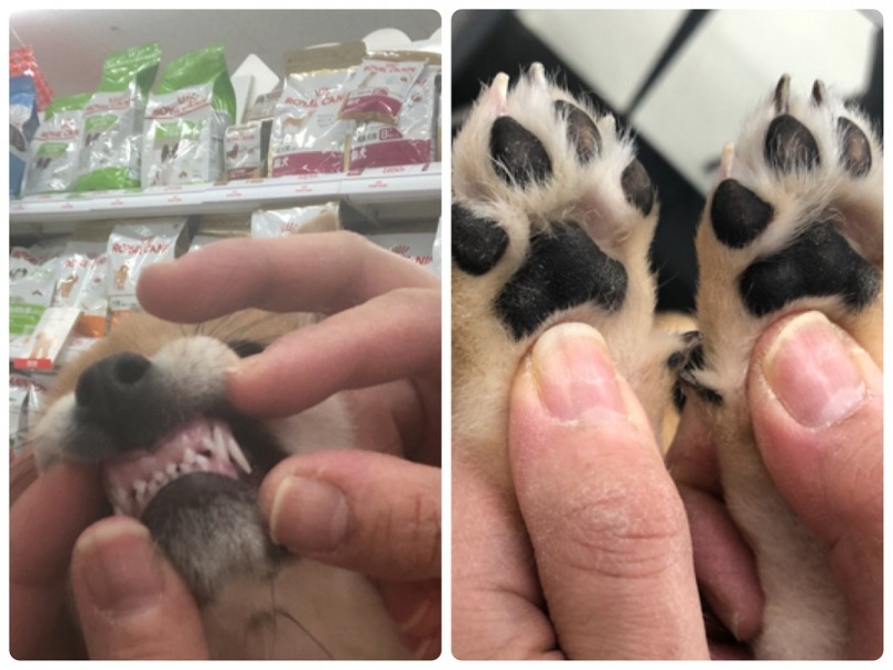 肉球もお口の中に隠れている歯もご機嫌で撮らせてくれた柴ちゃん | 柴犬 （311832） - 港北ニュータウン店