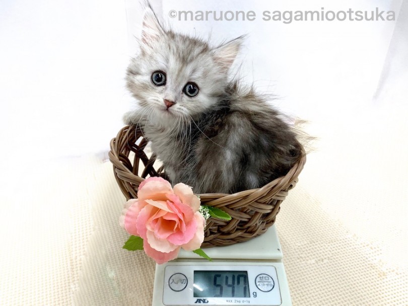 生後50日での体重は547g | ミヌエット （814496） - 相模大塚店