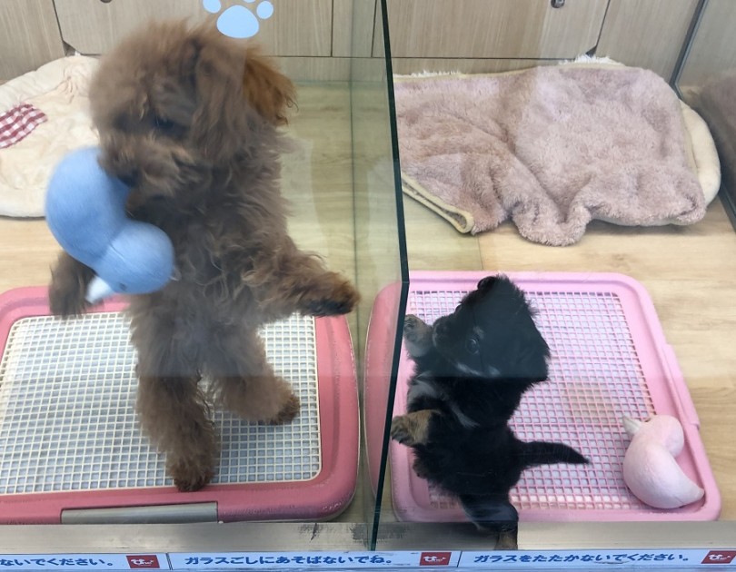 ごはんだってモリモリ食べ、よく寝る健康優良犬 | チワワ ロングコート （311829） - 港北ニュータウン店