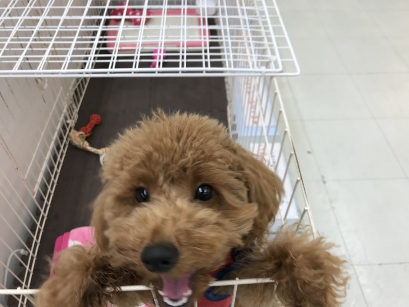 究極の甘えん坊 | トイプードル （311806） - 港北ニュータウン店