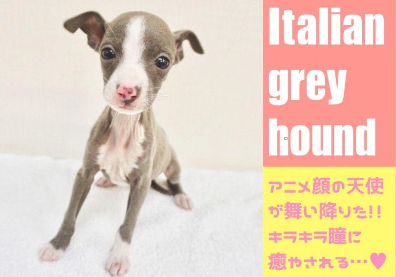 【 イタリアングレーハウンド 】ずば抜けの可愛さに胸キュン注意!アニメ顔の天使が舞い降りた!!