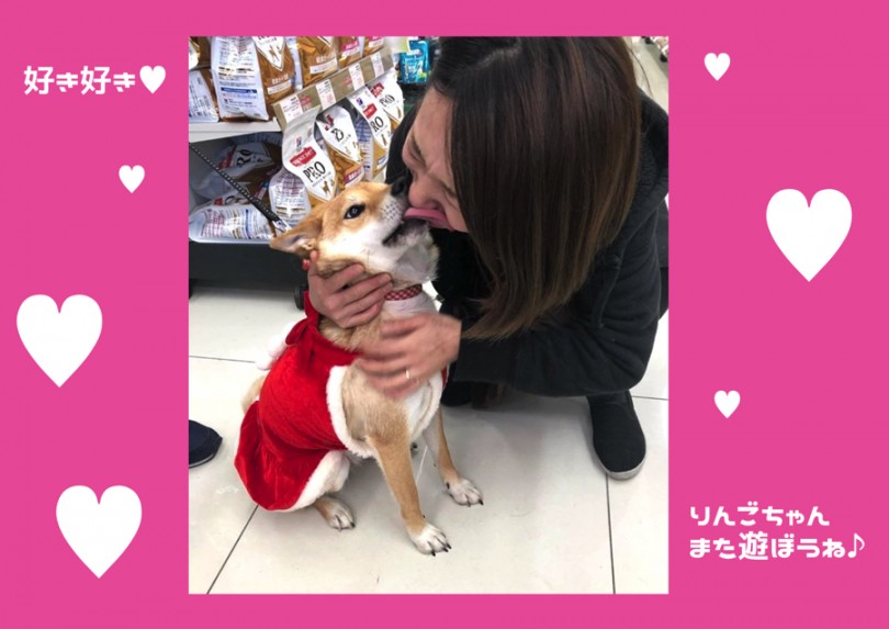 キラキラした笑顔 | 柴犬の「りんごちゃん」 ユーザーコラム - 大倉山店