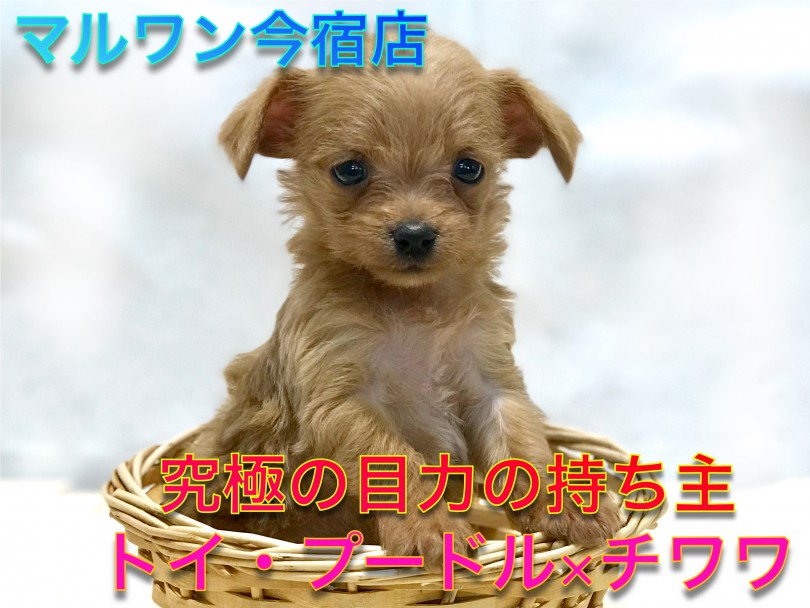 【トイ・プードル×チワワ】生後53日で522gの手のひらサイズ！大きなタレ目の癒し系オンリーワンコ！