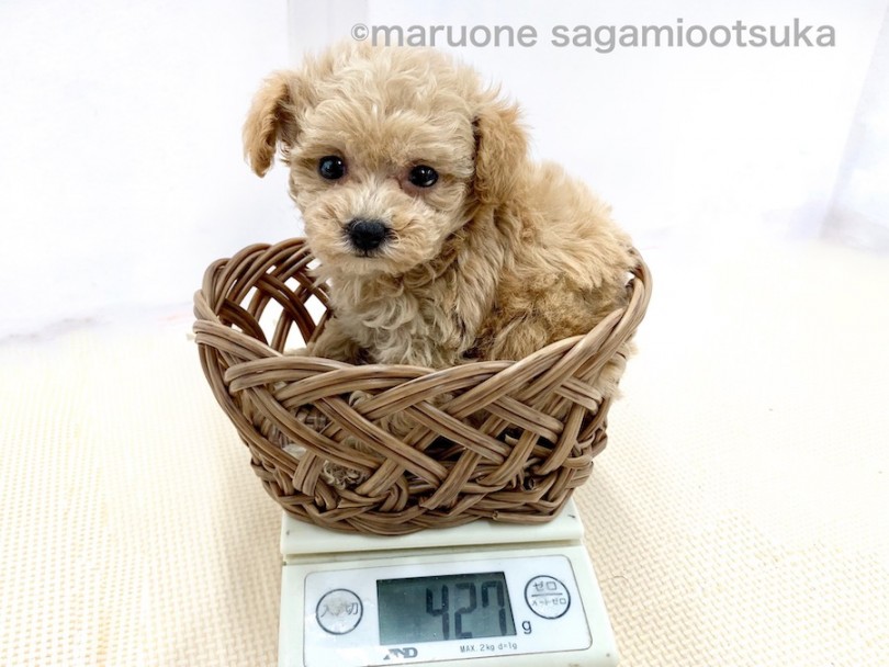 生後50日での体重は427g | トイ・プードル （814497） - 相模大塚店