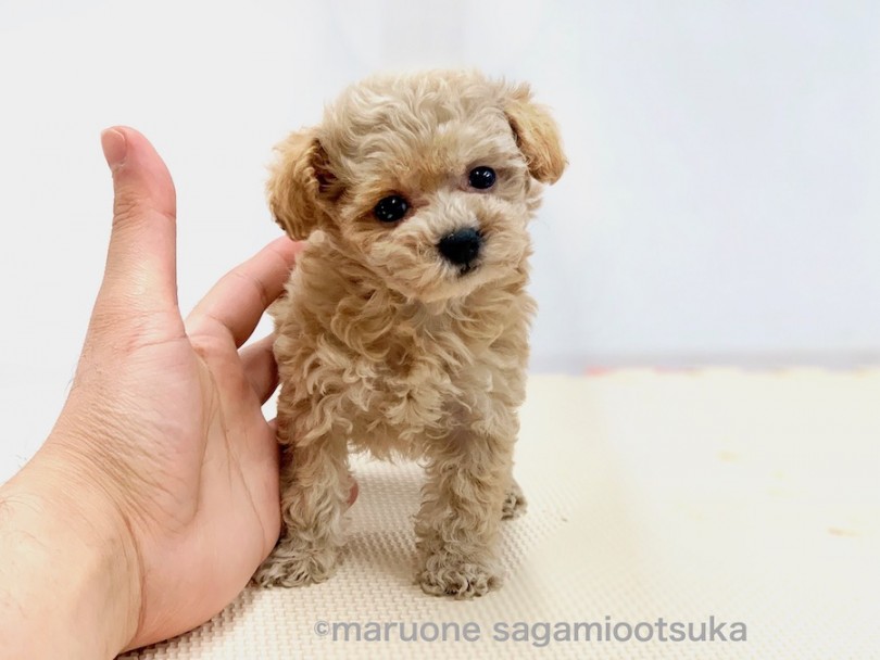 手と比べてみてもその小ささは一目瞭然 | トイ・プードル （814497） - 相模大塚店