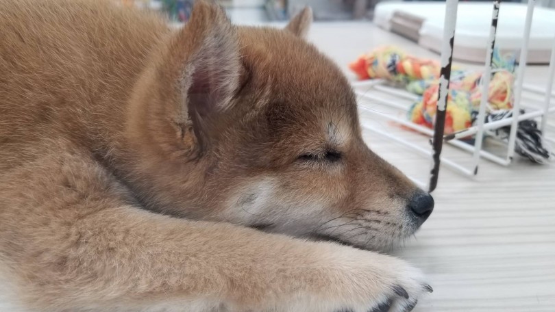 柴ちゃんとの生活に必要な6点セット | 柴犬 （713611） - 鶴見店