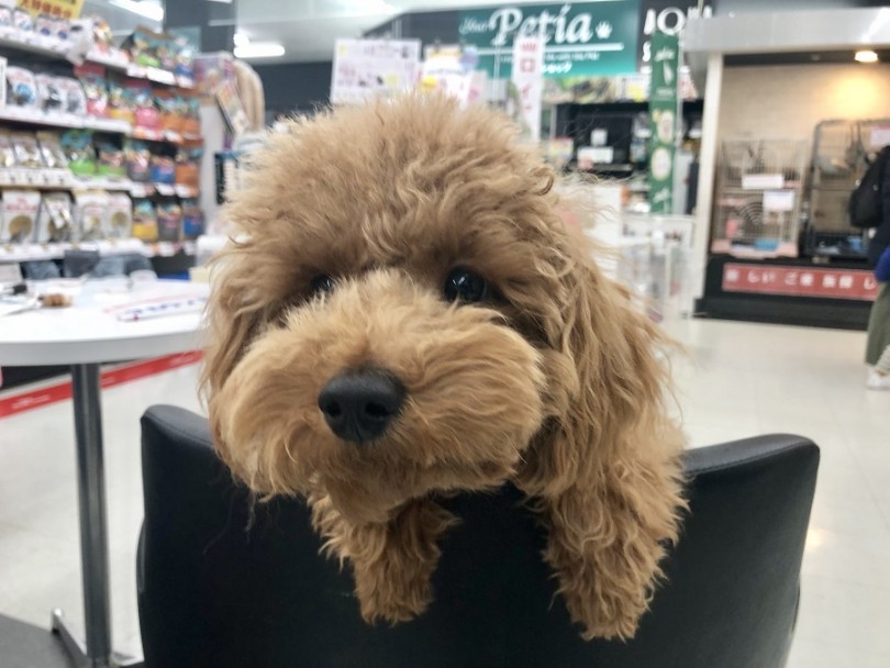 寒い冬を心温かく ぷーくんと過ごしませんか？ | トイプードル （311806） - 港北ニュータウン店