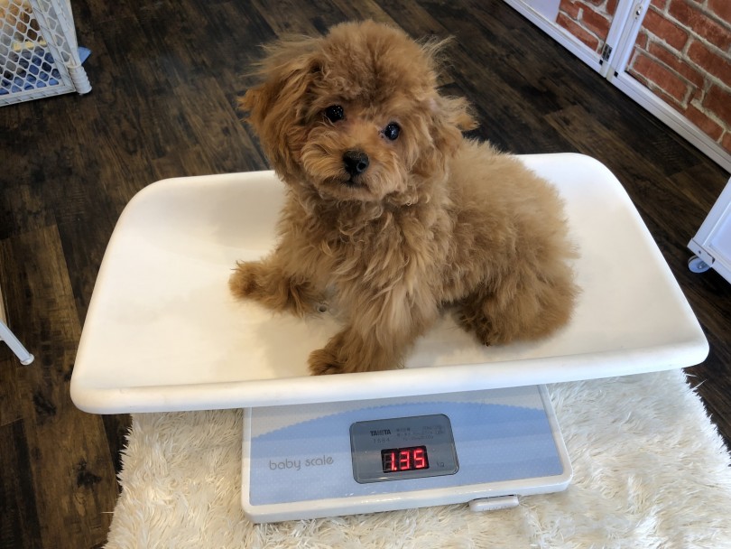 1月6日現在の体重がなんと1.35kg | トイ・プードル （11589） - 白楽店