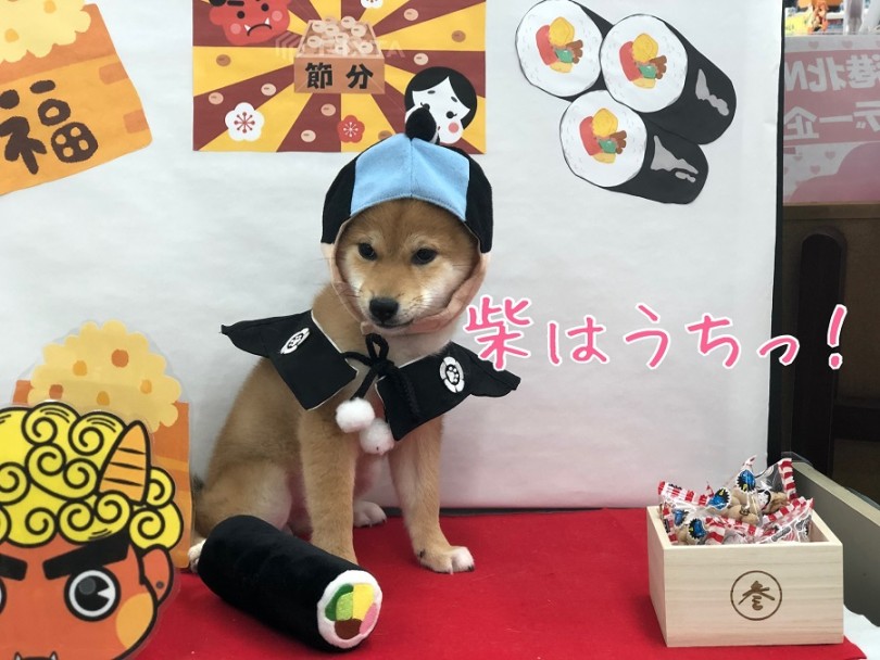 節分に合わせた写真 | 柴犬 （311832） - 港北ニュータウン店