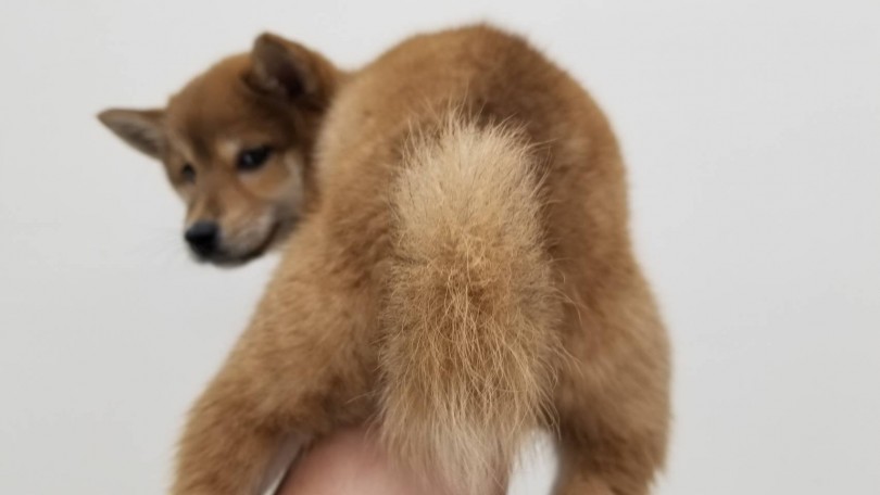 どんな形になるか楽しみな尻尾 | 柴犬 （713611） - 鶴見店