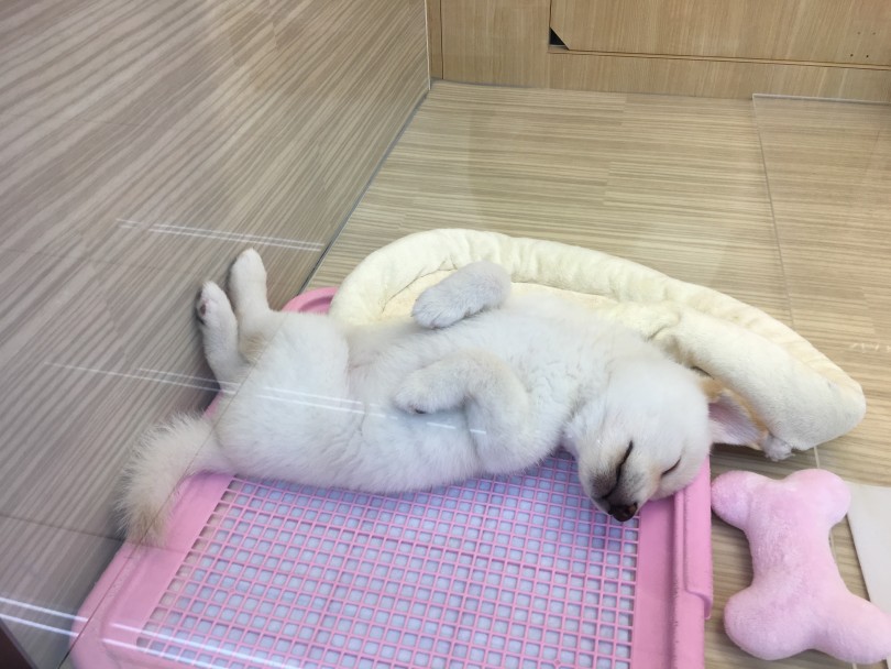 柴犬とのライフサポートはお任せください! | 柴犬 （6130764） - 大倉山店