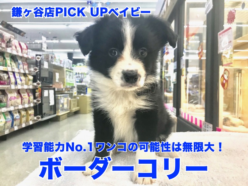 【 ボーダーコリー 】学習能力No.1ワンコの可能性は無限大！