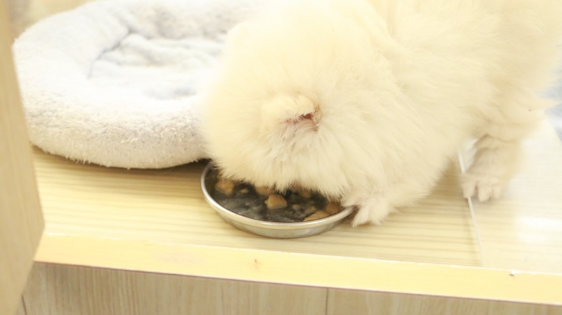 お皿を置いた瞬間に奥から猛ダッシュ | ポメラニアン （119142） - 梅島店