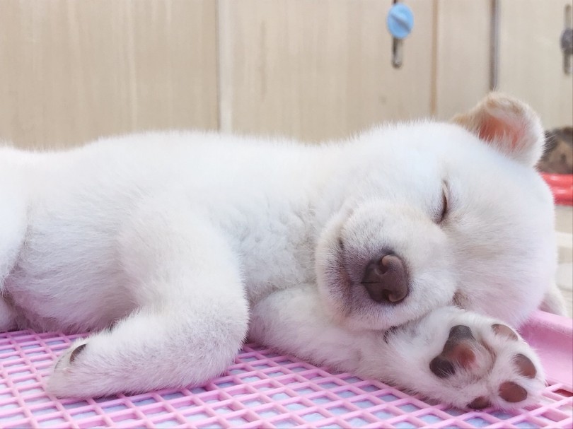 ため息が出ちゃう可愛さ | 柴犬 （6130764） - 大倉山店