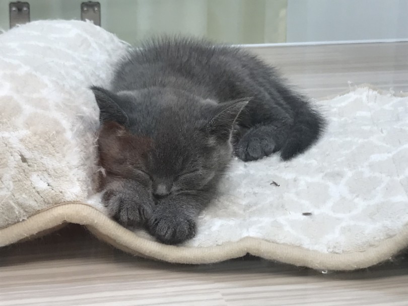 猫の種類の中では特に賢く、穏やかで優しい性格の子が多い | ブリティッシュショートヘア （914406） - 志村坂下店