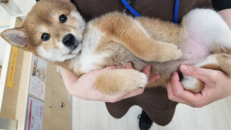 ヘソ天ポーズもお手の物 | 柴犬 （713611） - 鶴見店