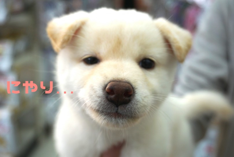 笑う柴犬になる予感! | 柴犬 （6130764） - 大倉山店