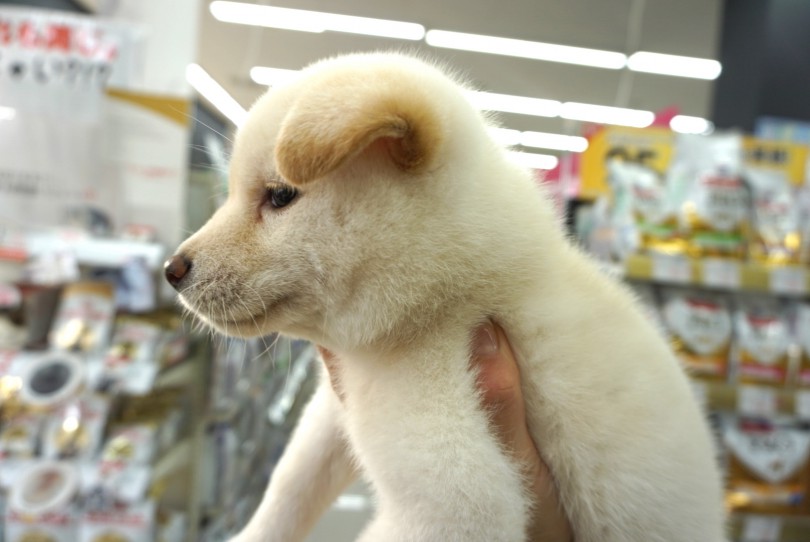 耳の位置が可愛い! | 柴犬 （6130764） - 大倉山店